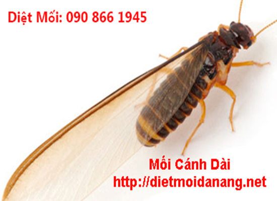 diet moi tai long an