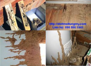 diet moi huyen thap muoi